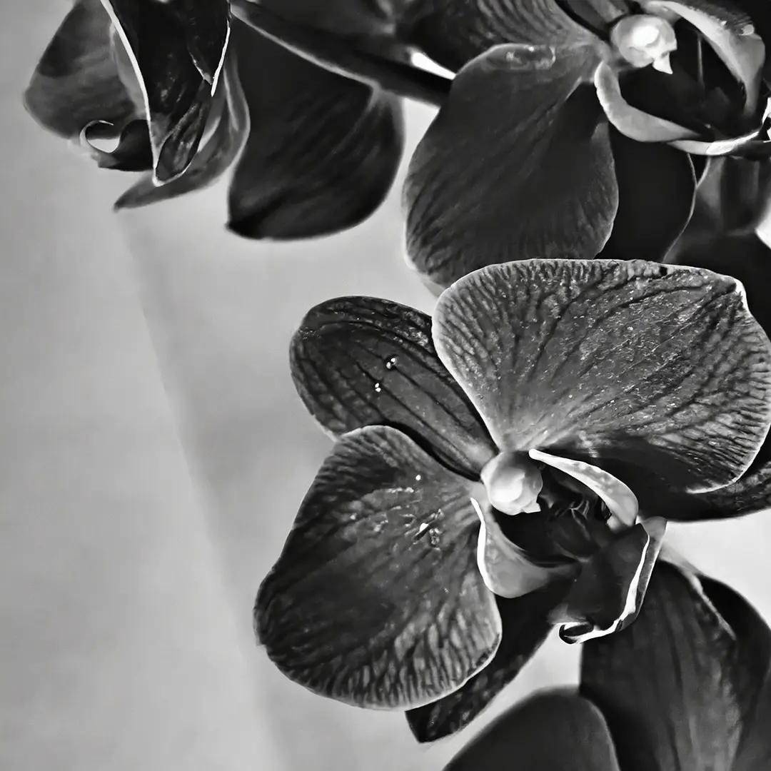 Close-up of a single black orchid with droplets of water