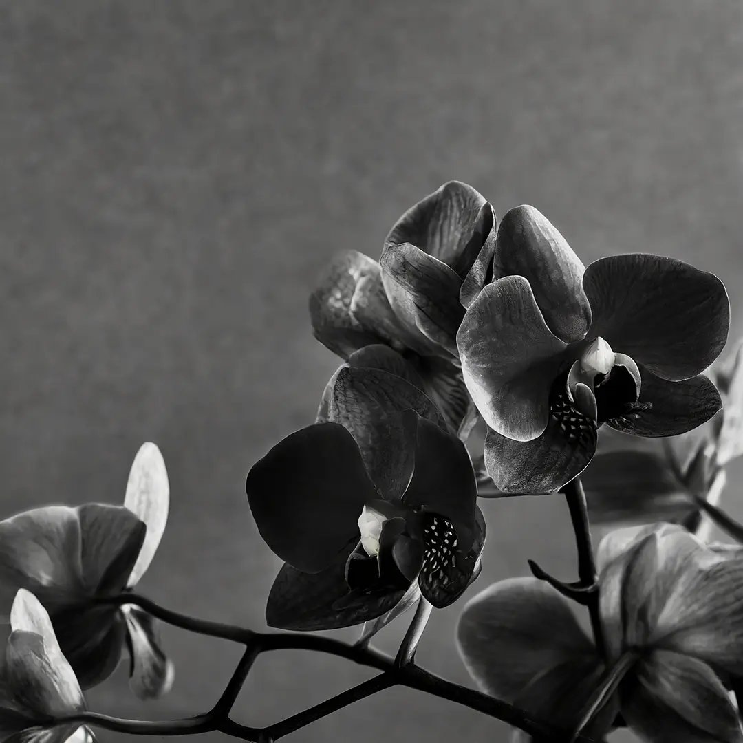 Black orchids in a monochromatic arrangement with a blurred gray background