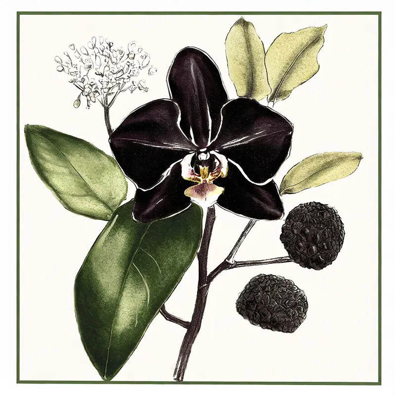 Botanical illustration of black orchids with truffles and leaves