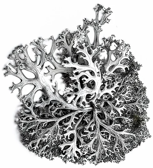 Hand-drawn black and white sketch of oak tree bark covered with dense, textured oakmoss lichen, featuring detailed natural patterns.